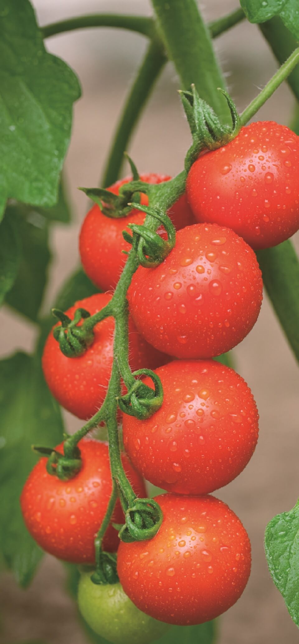 あなたの声を、私たちに聞かせてください。