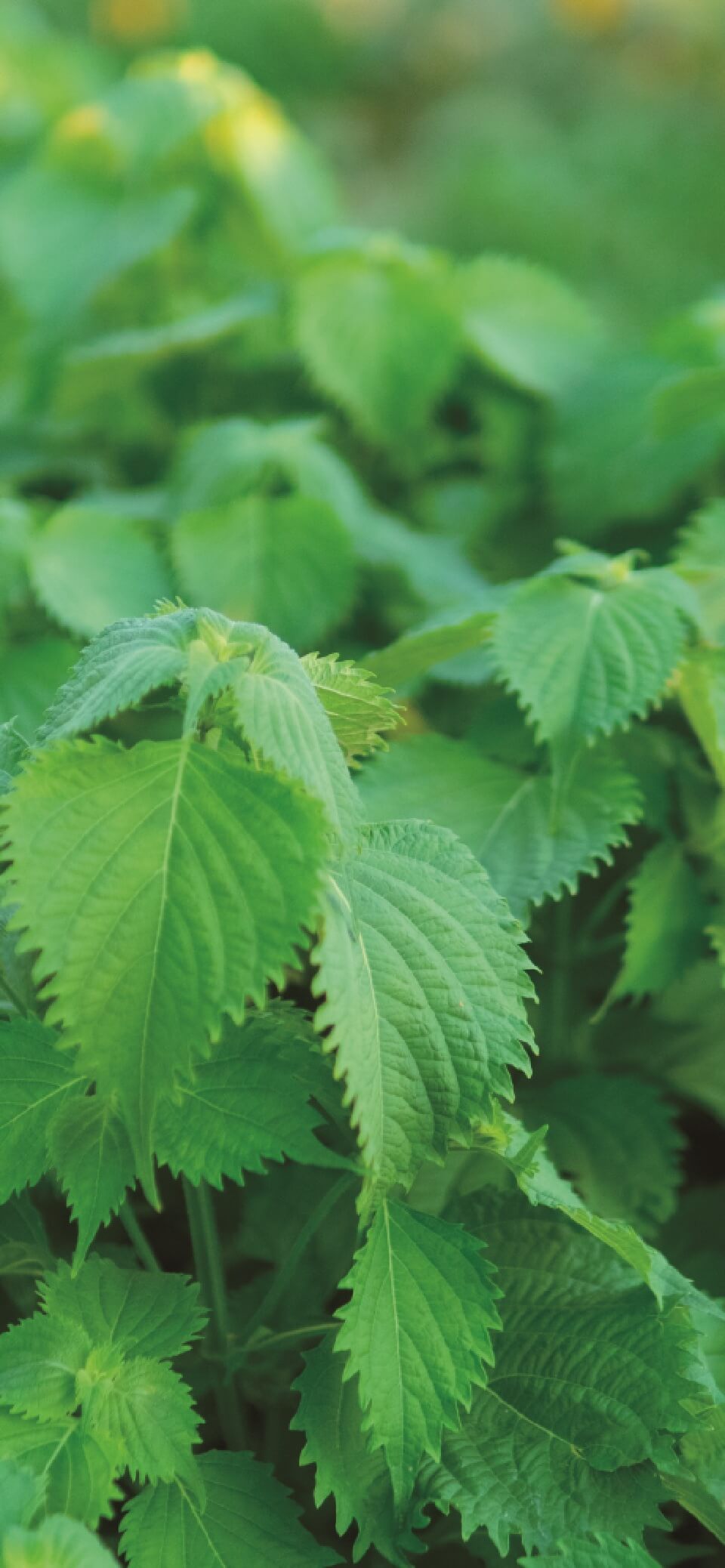 あなたの声を、私たちに聞かせてください。