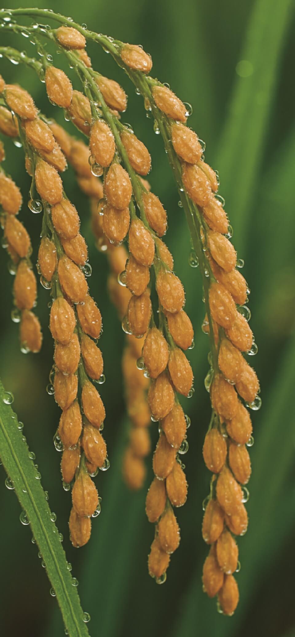 あなたの声を、私たちに聞かせてください。