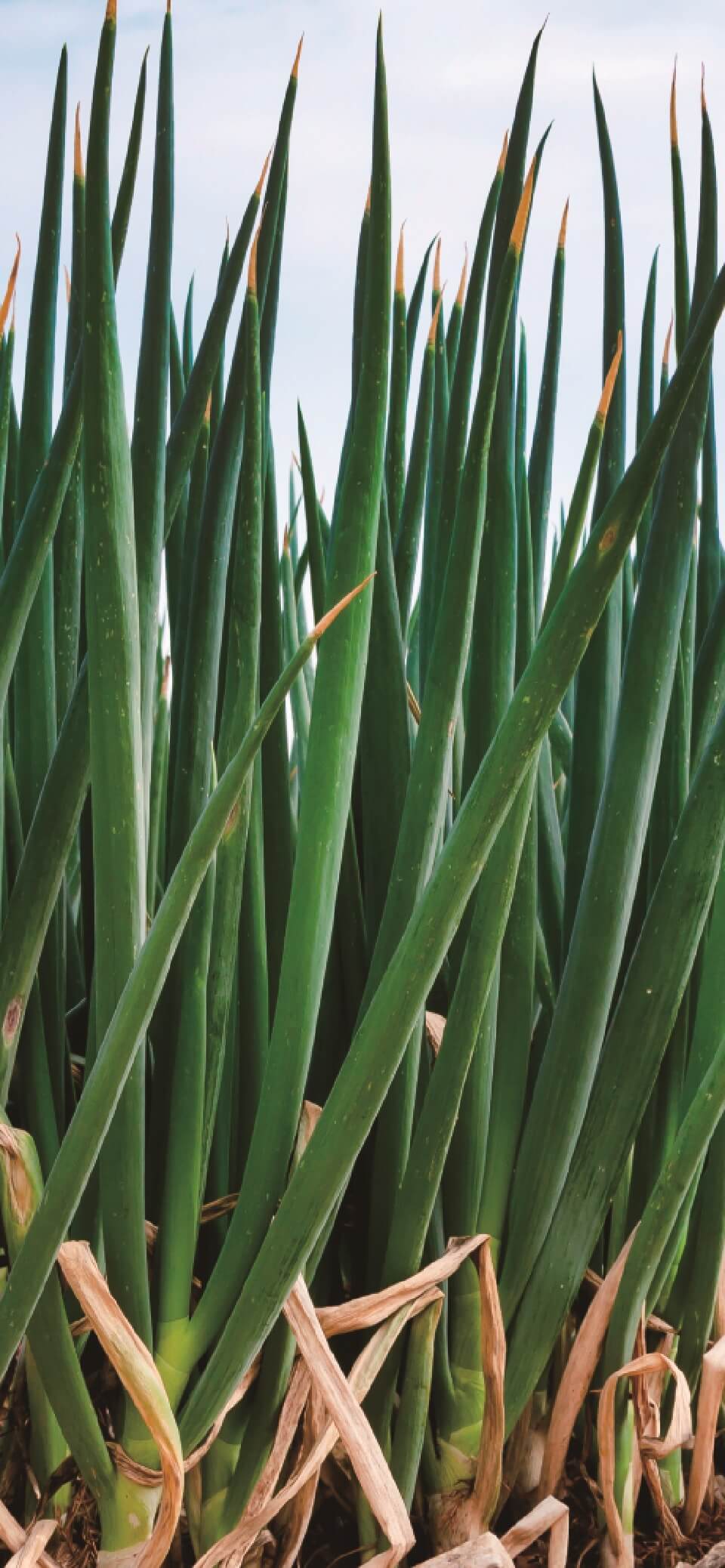 あなたの声を、私たちに聞かせてください。