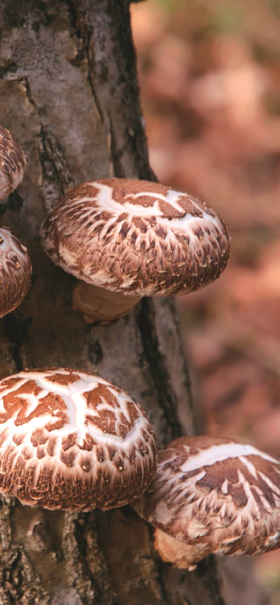 あなたの声を、私たちに聞かせてください。